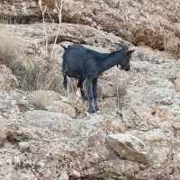 کهره نر دورگ آلپاین