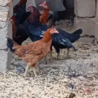 مرغ محلی|حیوانات مزرعه|خاش, |دیوار