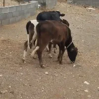 گاو وگوساله