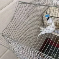 عروس هلندی البینو