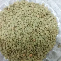 عدس‌ سبز درشت‌ ایرانی، فروش نقدی و چکی