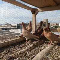 اوقون ترک زرد کرمونی وسرخ و زرده کرمونی|پرنده|تربتحیدریه, ۴۵ متری|دیوار