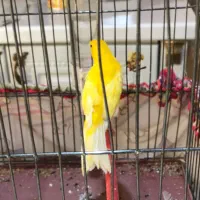 قناری نر معاوضه با سهره فنچ طوطی|پرنده|تهران, تهرانپارس شرقی|دیوار