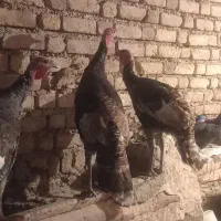 بوقلمون|حیوانات مزرعه|دینور, |دیوار