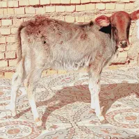 گاو یا گوساله