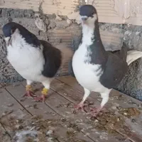 نروماده خوشرنگ