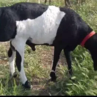 قوچ تیز ران