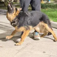 سگ ژرمن|سگ|قرچک, زیبا شهر|دیوار