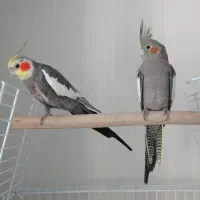 پنجمین حراج. معاوضه دارم. مرغ عشق  و عروس هلندی