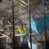 یک جفت مرغ عشق مولد و یک عدد جوجشون|پرنده|کبودرآهنگ, |دیوار