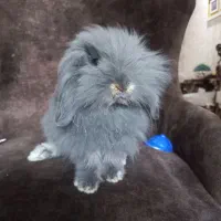 خرگوش مینی لوپ نرنژادو رنگ خاص(گلشهر کرجم)|موش و خرگوش|تهران, شهرک آزمایش|دیوار