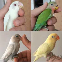 انواع طوطی برزیلی نر ماده سخنگو رنگ های شاد متنوع