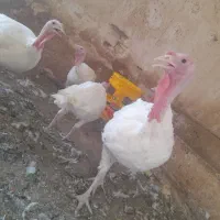 بوقلمون گوشتی زنده و گوشت موجود