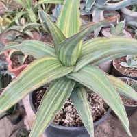 سانسوریا و کاکتوس خاص و کلکسیونی|گل و گیاه طبیعی|تبریز, |دیوار