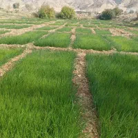 فروش نشا پیاز