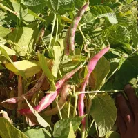 لوبیا چیتی لوکس و‌درجه یک|خوردنی و آشامیدنی|دهگلان, |دیوار