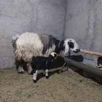 میش بره دار درجه یک|حیوانات مزرعه|مرودشت, نقش رستم|دیوار