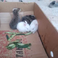 بچه خرگوش ناز وکوچولو