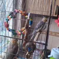 یک جفت عروس هلندی بالغ