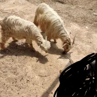 بزوبیگ نر