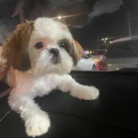 شیتزو فلت دختر۷ماه|سگ|رشت, فلسطین|دیوار