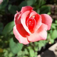 موم زنبور فروشی