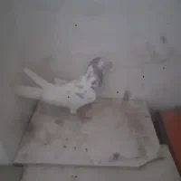 گبوتر|پرنده|اصفهان, ارغوانیه|دیوار