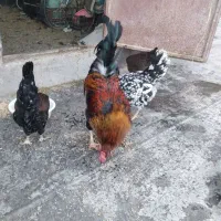 مرغ گلین درجه یک‌مرغ محلی وگلپایگان لاری پوپه لار