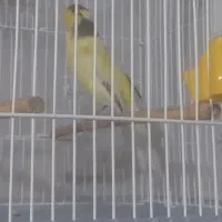 قناری سوپر ماده