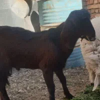 نر بز مری..شنک