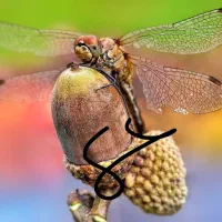 دوربین حرفه ای عکاسی و فیلمبرداری|دوربین عکاسی و فیلمبرداری|ارومیه, |دیوار