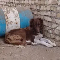 سگ قهدرجونی