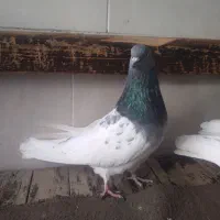 تعدادی کفتر به فروش میرسد