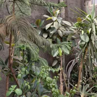 کاج مطبق ویوکا ودیفن باخیا