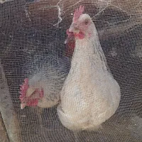 مرغ تخم گذار|حیوانات مزرعه|سرایان, |دیوار