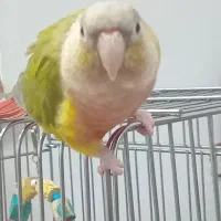 گیرینچیک کاملادستی ورام