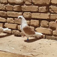 چند عدد کبوتر|پرنده|آباده, |دیوار