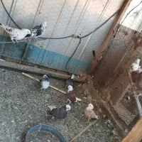 شازده سرخ سوسکی