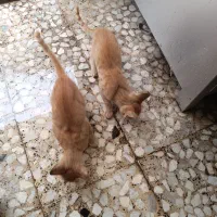 بچه گربه سه خواهر زیبا|گربه|رشت, حمیدیان|دیوار