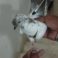 کفتر یا کبوتر|پرنده|تهران, خانی‌آباد نو|دیوار