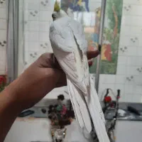 لوتینو|پرنده|قزوین, |دیوار