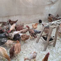 مرغ وخروس|حیوانات مزرعه|تهران, ایران|دیوار