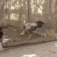 خروس لاری صابونی ۶ ماهه|حیوانات مزرعه|مشهد, امیرآباد|دیوار