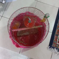 قناری طوطی و فنچ و سهره قفس طوطی