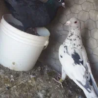 کبوتر کرمانی