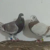 کبوتر کلون درجه یک یک