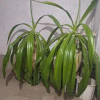 گل ذرتی ۵ ساله|گل و گیاه طبیعی|شیراز, شریفآباد|دیوار