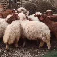 میش پروار ثابت