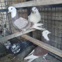 کفتر پرشی|پرنده|ری, شهید بهشتی|دیوار
