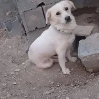 پاپی پامر